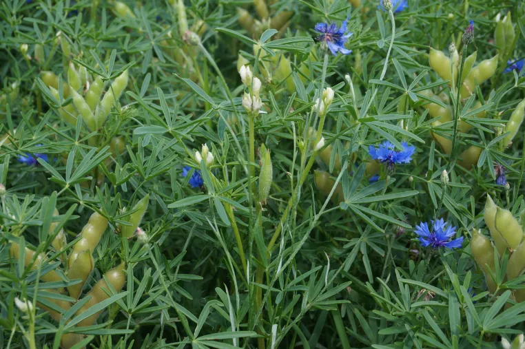 Bild: Oscarreife Pflanze: die Süßlupine ist ein Multitalent