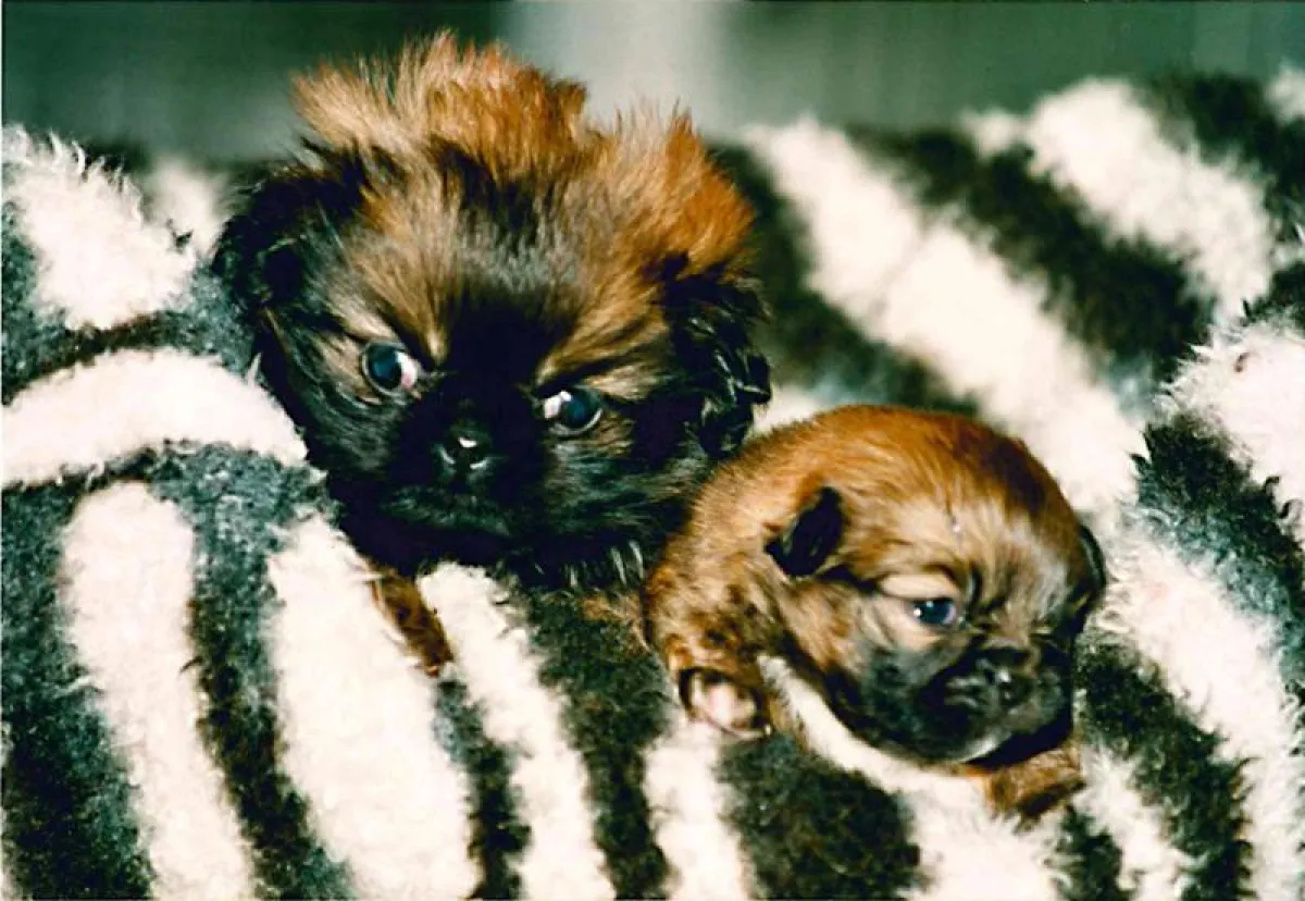 Bei solchen süßen Hundchen werden Viele schwach: Doch  das heizt den Nachschub an Billigwelpen an.