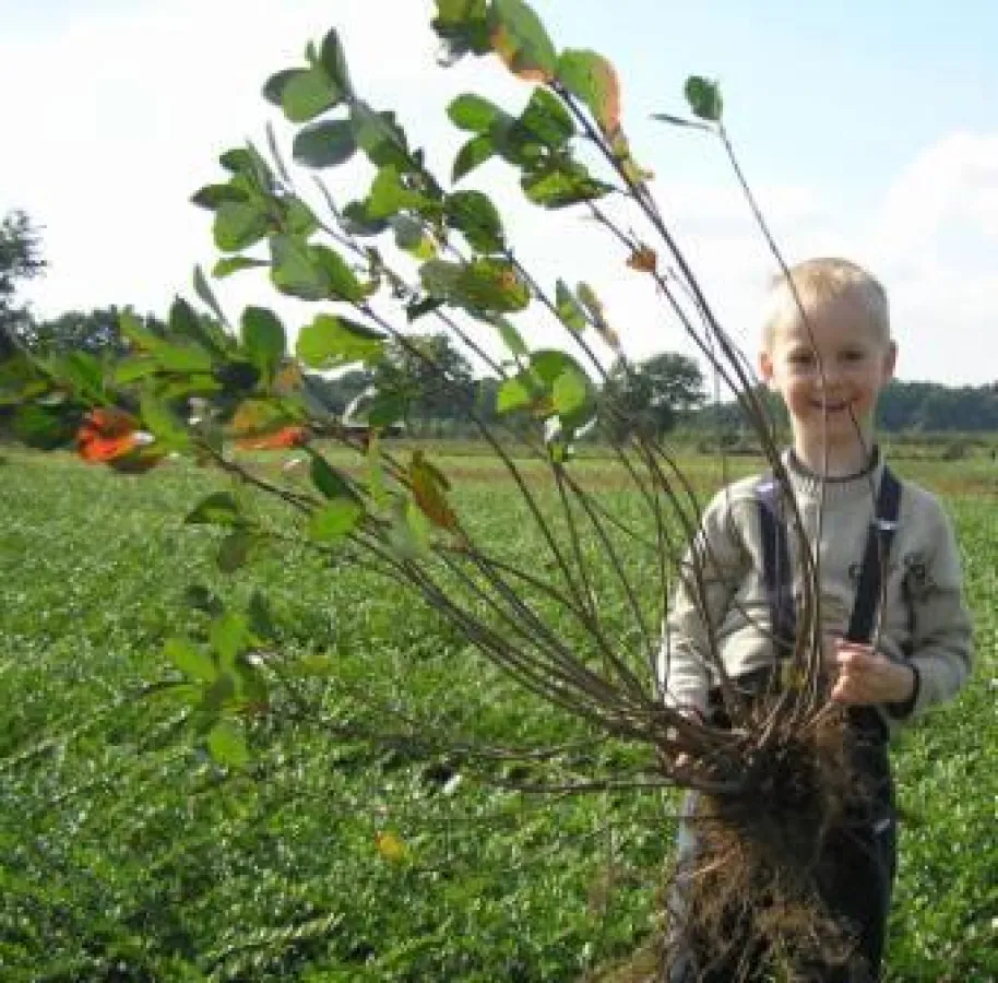 Die Wildpflanze Aronia melanocarpa: wurzelnackte Pflanzen werden ohne Topf und Erde geliefert und müssen binnen drei Tagen eingepflanzt werden.