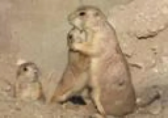 Bild: Kleeblatt mit Stupsnasen im Erlebnis-Zoo Hannover