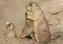 Bild: Kleeblatt mit Stupsnasen im Erlebnis-Zoo Hannover