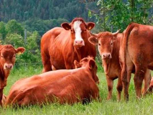 Bild: Urlaub auf dem Bauernhof