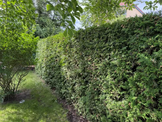 Bild: Heckenschnitt als Teilleistung der professionellen Gartenpflege in Berlin