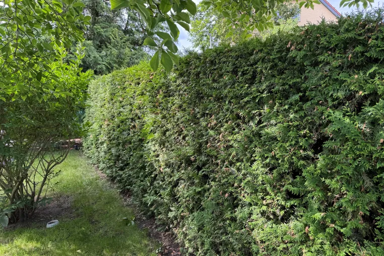 Heckenschnitt als Teilleistung der professionellen Gartenpflege in Berlin Bild: Heckenschnitt als Teilleistung der professionellen Gartenpflege in Berlin