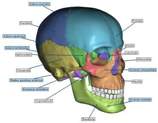 Bild: Kostenlose, interaktive 3D Anatomie für Professoren, Studenten und Patienten