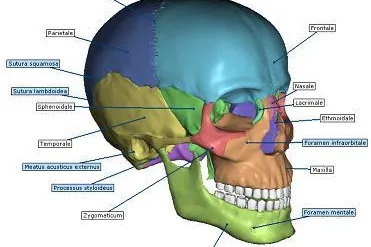 Bild: Kostenlose, interaktive 3D Anatomie für Professoren, Studenten und Patienten