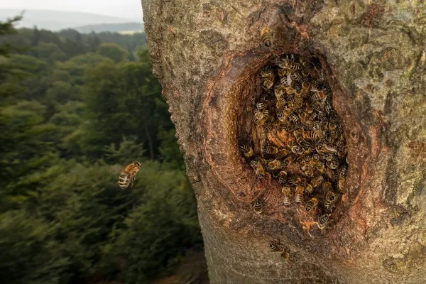 Bild: Honigbienen: Wildpopulationen erstmals in der EU auf Roter Liste