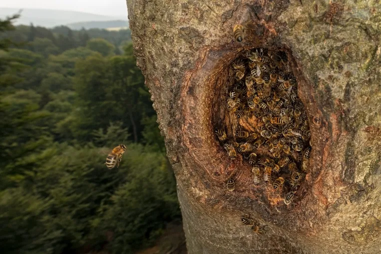 Bild: Honigbienen: Wildpopulationen erstmals in der EU auf Roter Liste