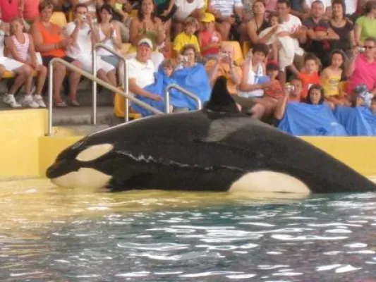 Bild: Orca-Wal tötet Tiertrainer – WDSF-Walschützer warnten bereits vor 2 Jahren