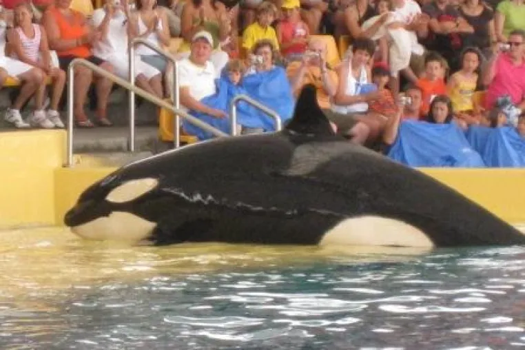 Orca-Wal tötet Tiertrainer – WDSF-Walschützer warnten bereits vor 2 Jahren Bild: Orca-Wal tötet Tiertrainer – WDSF-Walschützer warnten bereits vor 2 Jahren