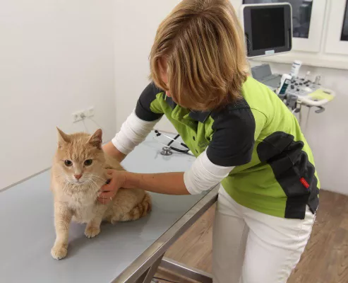 Bild: Tierarztpraxis für Klein- und Heimtiere in Gondelsheim – Großraum Bretten und Bruchsal