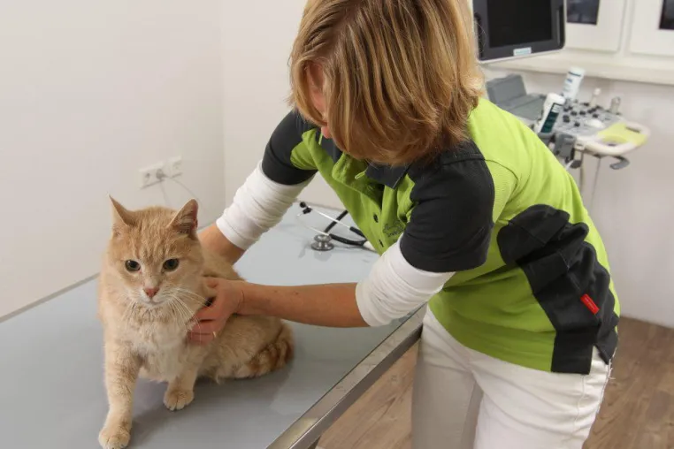 Tierarztpraxis für Klein- und Heimtiere in Gondelsheim – Großraum Bretten und Bruchsal Bild: Tierarztpraxis für Klein- und Heimtiere in Gondelsheim – Großraum Bretten und Bruchsal