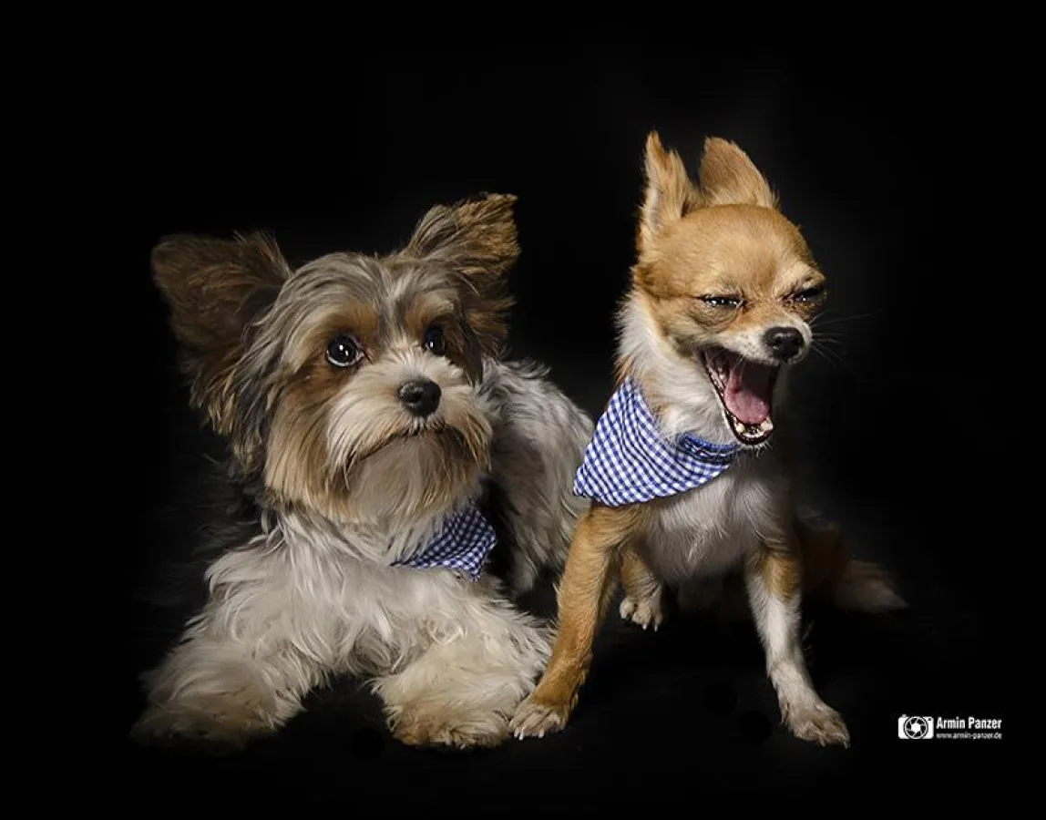 Besucherhunde im Studio