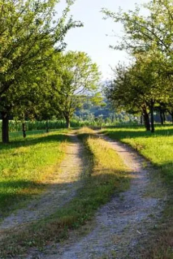 Bild: Apfelzeit in Prien am Chiemsee (Natur-)Genuss zwischen Obstbaumalleen und 'Bayerischem Meer'