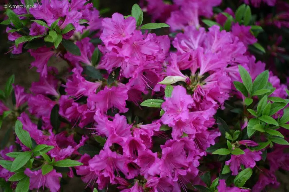 Rhododendronschau auf der Bundesgartenschau