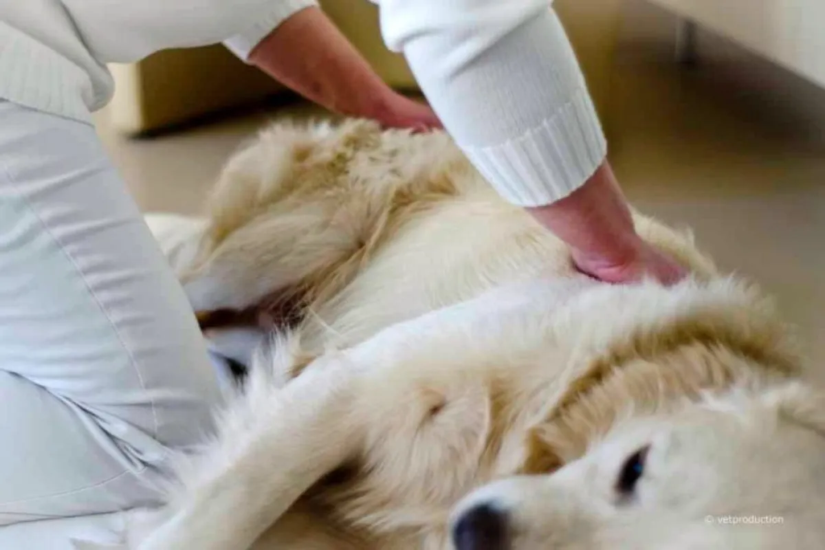 Ausgiebige Massagen sind Entspannung und Wellness für Hunde. Foto: vetproduction