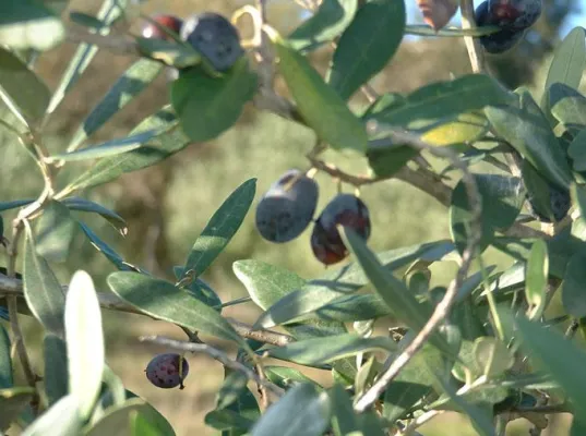 Bild: Olivenernte statt Laubfegen - Süditalien-Geheimtipp Cilento lockt im Spätherbst mit viel Sonne