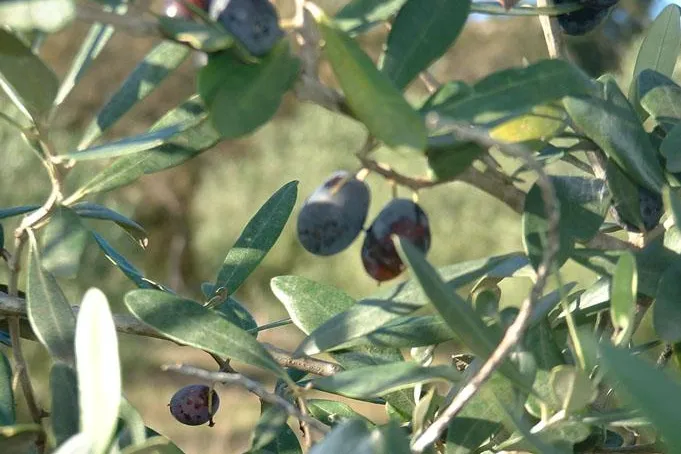 Bild: Olivenernte statt Laubfegen - Süditalien-Geheimtipp Cilento lockt im Spätherbst mit viel Sonne
