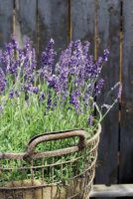 Bild: Esslavendel  'Römisches Bad', mit allen Sinnen genießen