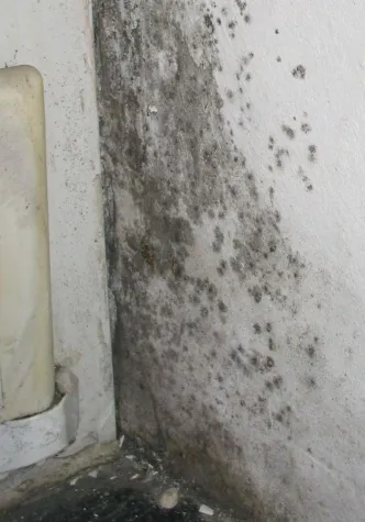 3. Hamburger Fachtagung - Schimmelpilze in Innenräumen Bild: 3. Hamburger Fachtagung - Schimmelpilze in Innenräumen