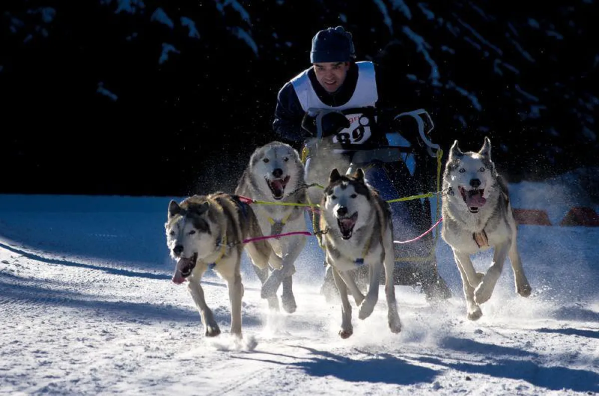 Bernau im Schwarzwald: 2013 Dt. Meisterschaft Sprint im Schlittenhunderennen