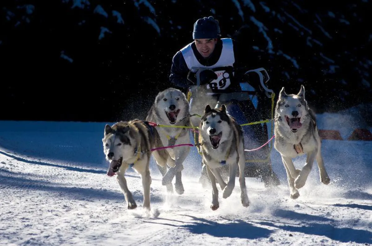 Bernau im Schwarzwald: 2013 Dt. Meisterschaft Sprint im Schlittenhunderennen