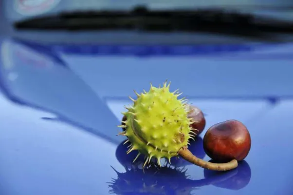 Bild: Kastanienregen – welche Versicherung kommt für Schäden auf?