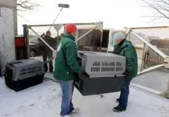 Bild: aktion tier übernimmt 16 Gnadenhof-Hunde aus ehemaliger Kaserne - Große Rettungsaktion in Vitzeroda