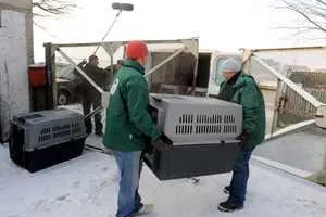 aktion tier übernimmt 16 Gnadenhof-Hunde aus ehemaliger Kaserne - Große Rettungsaktion in Vitzeroda Bild: aktion tier übernimmt 16 Gnadenhof-Hunde aus ehemaliger Kaserne - Große Rettungsaktion in Vitzeroda