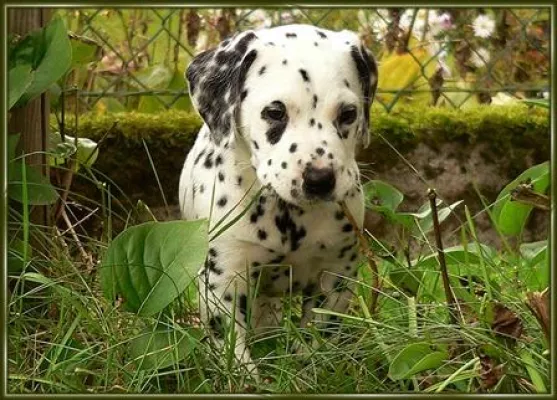 Bild: Tapsige Pfoten erobern das Haus