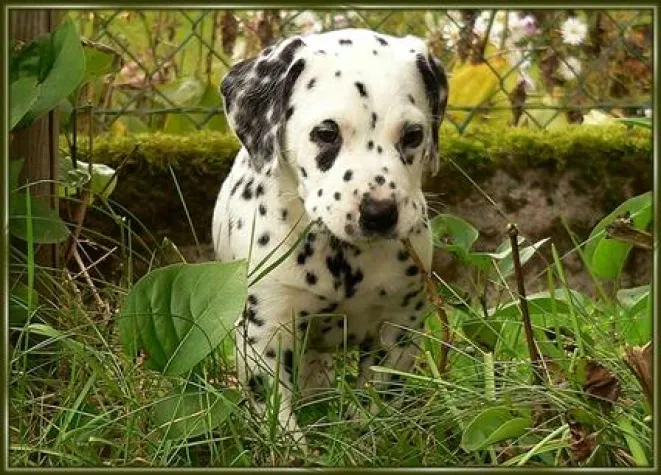 Bild: Tapsige Pfoten erobern das Haus