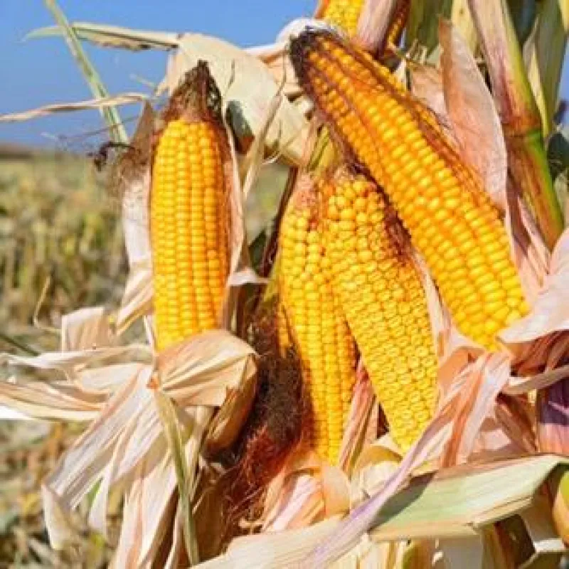 FEUERSTEIN ist die opt. Maissorte für Betriebe mit Milchviehwirtschaft & Biogasproduktion