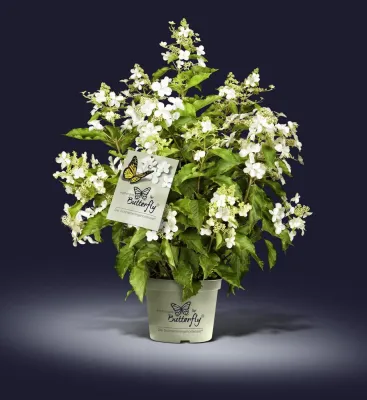 Bild: Neue Hortensienzüchtung verzaubert Gartenfreunde: Hydrangea Butterfly(R) zieht Schmetterlinge magisch an