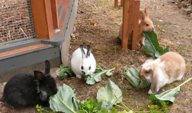 Malwettbewerb um Palast-Kaninchen im Biergarten Bild: Malwettbewerb um Palast-Kaninchen im Biergarten