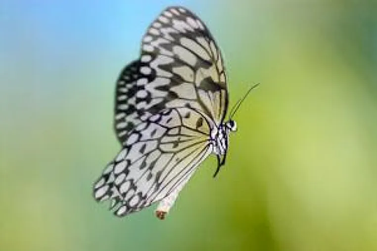 Aufbaukurs Makrofotografie: Insektenfotografie am 16.-17.06.2012 Bild: Aufbaukurs Makrofotografie: Insektenfotografie am 16.-17.06.2012