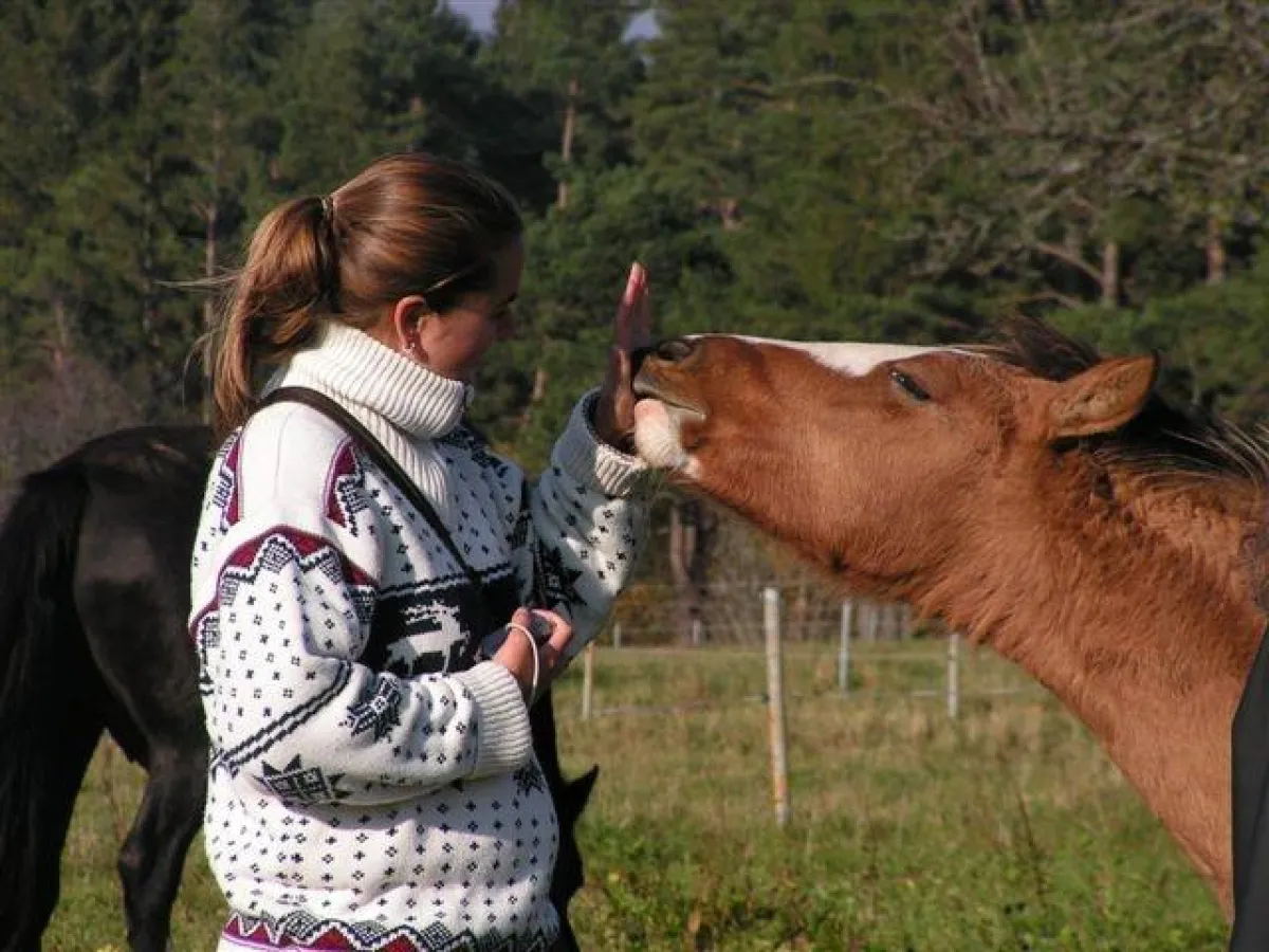 Gewaltfrei -Reitweisenübergreifend - Dem Pferd verpflichtet  - sind das Leitbild der Akademie