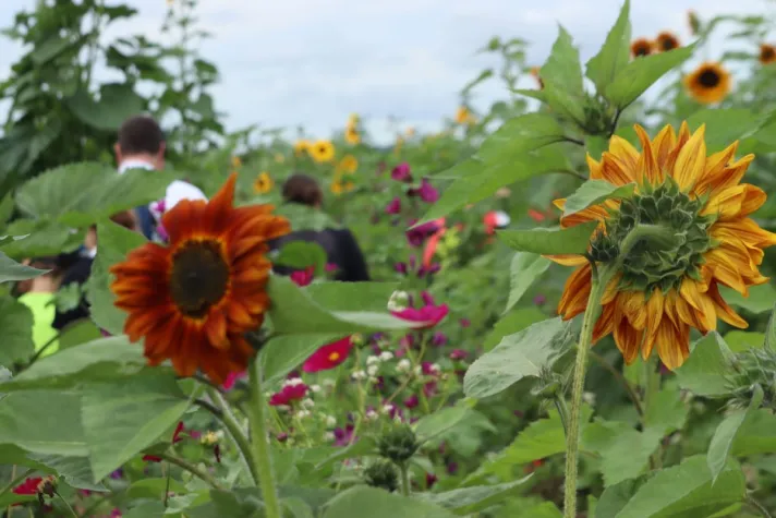 GEOXIP - OOH Außenwerbung bekommt mit Nature Ads und Logoanbau eine grüne Variante Bild: GEOXIP - OOH Außenwerbung bekommt mit Nature Ads und Logoanbau eine grüne Variante