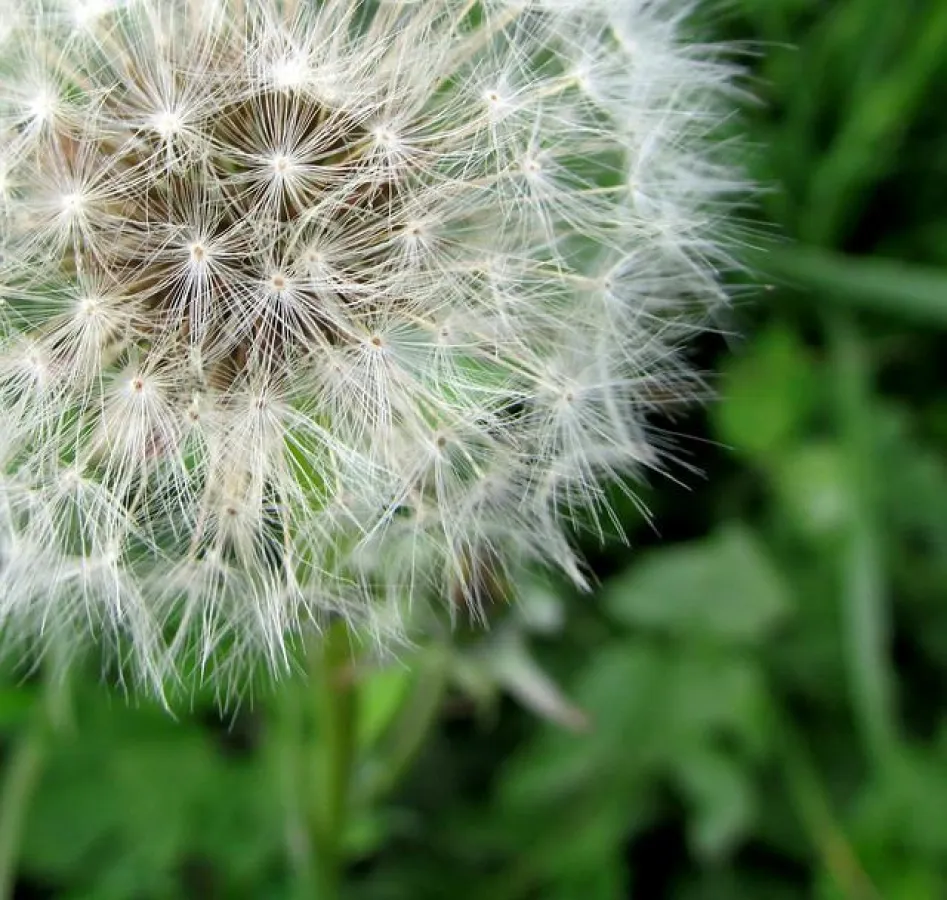 Pusteblumen: Spaß für Kinder, für viele Allergiker nicht (Foto: pixabay)