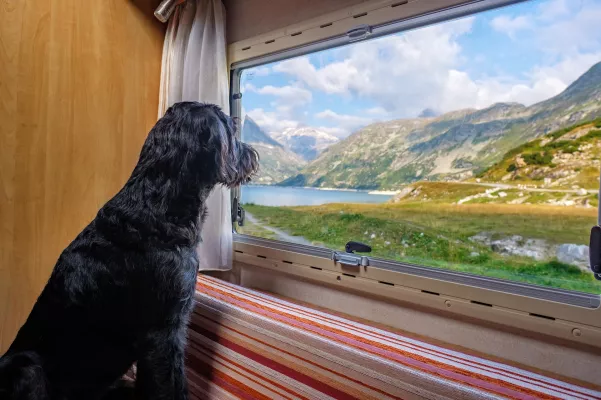 Bild: Wohnmobile mieten mit Hund: Große Auswahl an über 30 Standorten in Deutschland