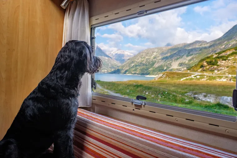 Bild: Wohnmobile mieten mit Hund: Große Auswahl an über 30 Standorten in Deutschland