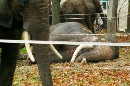 Bild: Strafanzeige wegen Tierquälerei im Zirkus Krone / PETA veröffentlicht vertrauliche Behördenunterlagen