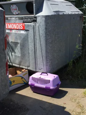 Bild: Endlich Sommerferien – wohin mit dem Haustier?