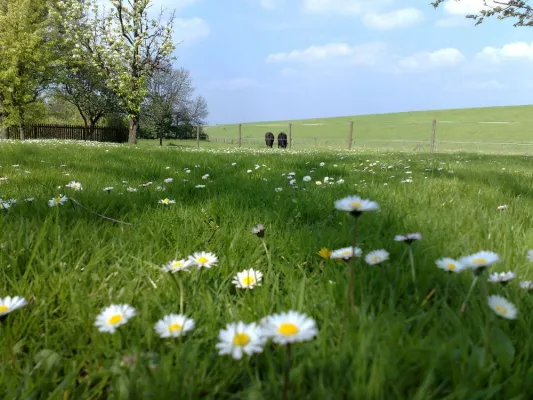 Bild: Super-GAU für Bestäubungsinsekten - Pflanzenschutzmittel gefährden Naturhaushalt