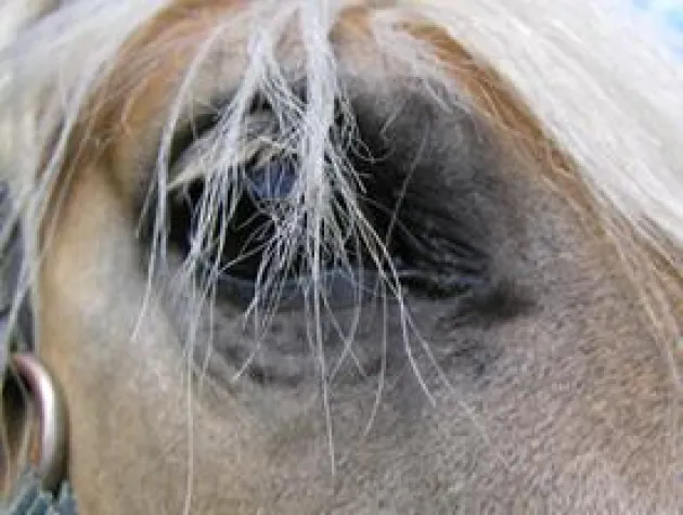 Bild: Zitate rund um den treuen Begleiter des Menschen »das Pferd«