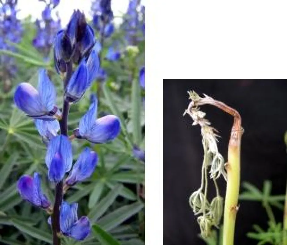 Die Blaue Lupine (Lupinus angustifolius). Rechts: Symptome der Anthraknose-Krankheit, hervorgerufen durch den Pilz Colletotrichum lupini. Fotos: BAZ