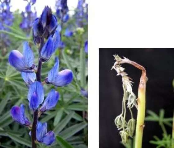 Neue Genressourcen für gesunde Lupinen Bild: Neue Genressourcen für gesunde Lupinen