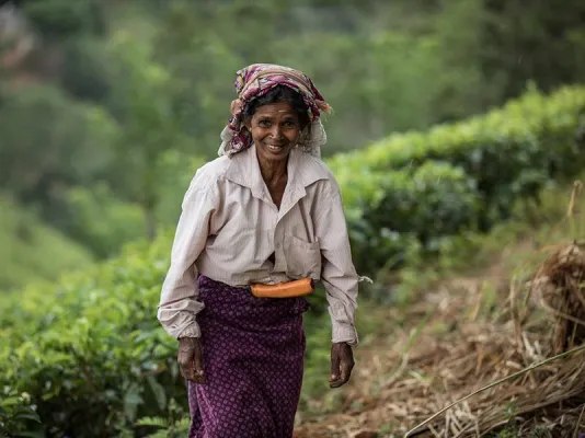 Teeindustrie in Sri Lanka: Ein Wirtschaftszweig im Wandel? Bild: Teeindustrie in Sri Lanka: Ein Wirtschaftszweig im Wandel?