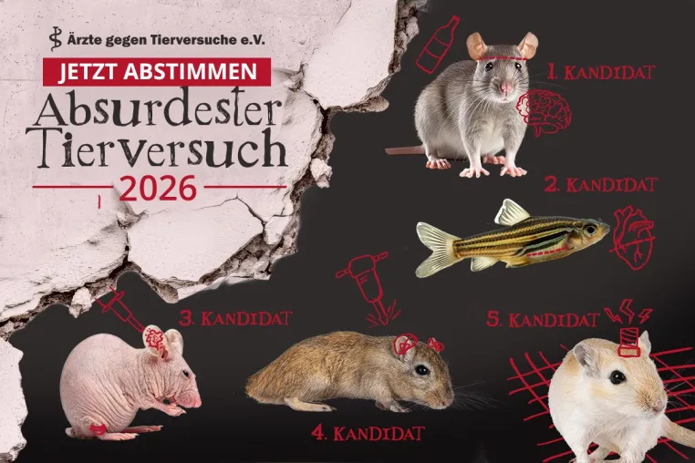 Bild: „Absurdester Tierversuch 2026“: Leiden für fragwürdige Forschung