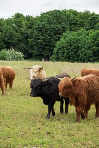 Bild: Grasende Rinder erhöhen die Artenvielfalt