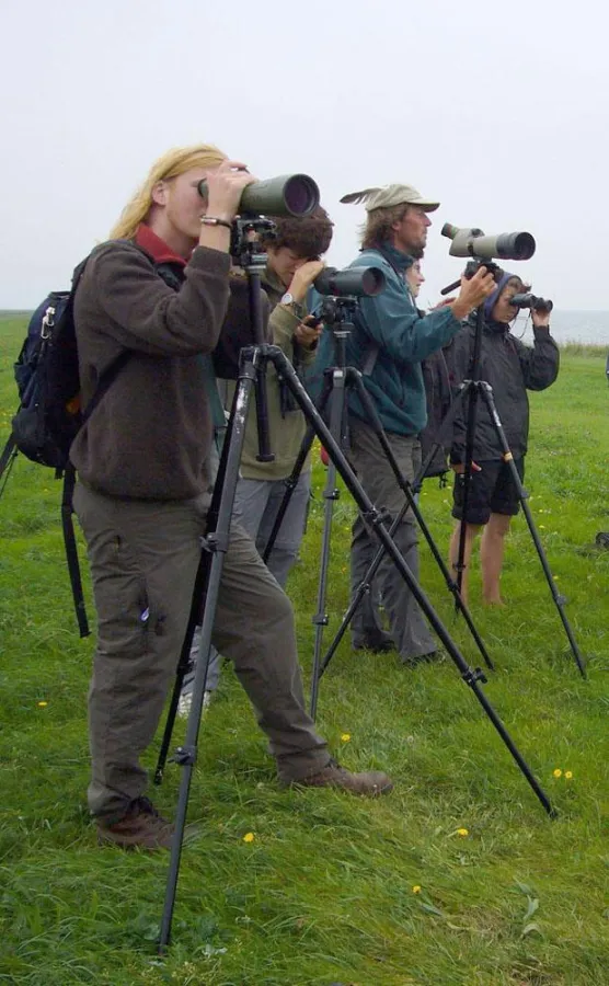 Vogelzählung im Nationalpark Wattenmeer